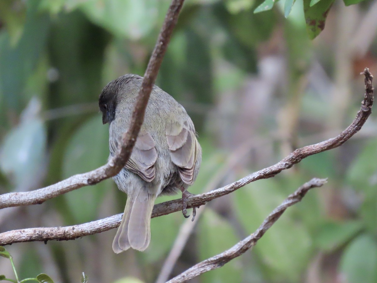 Black-faced Grassquit - ML497992371