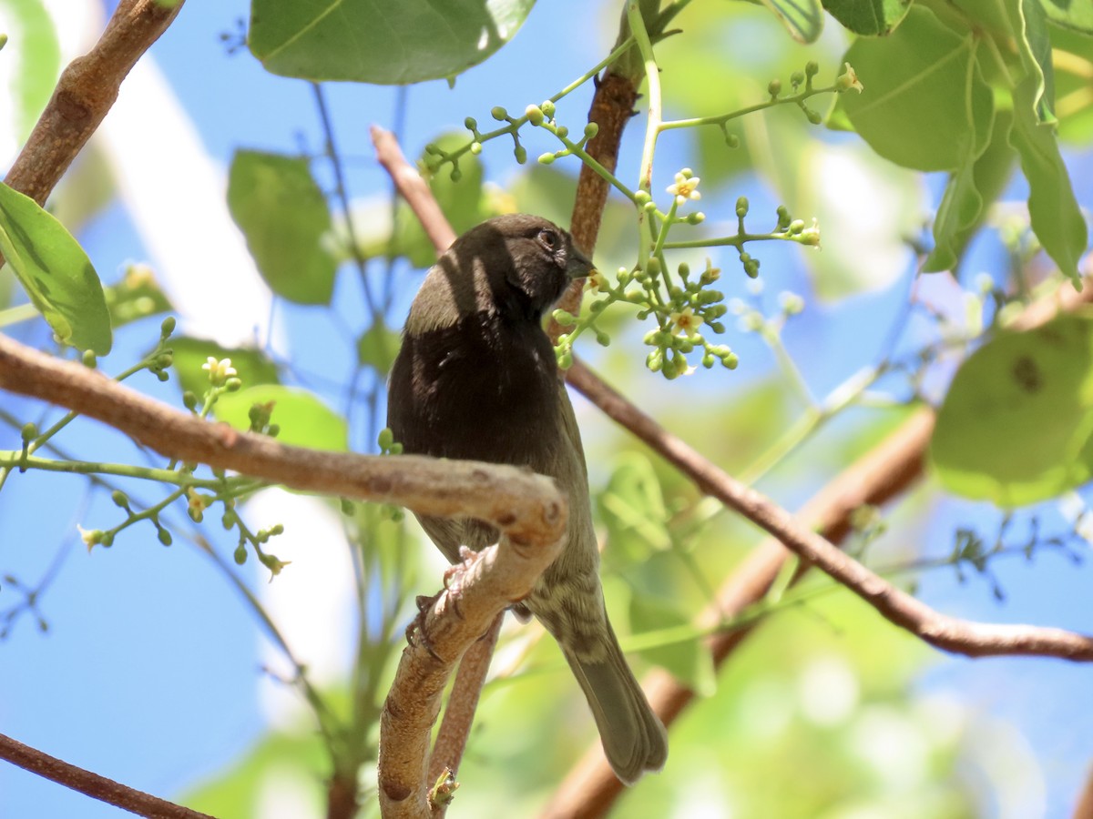 Black-faced Grassquit - ML497992381