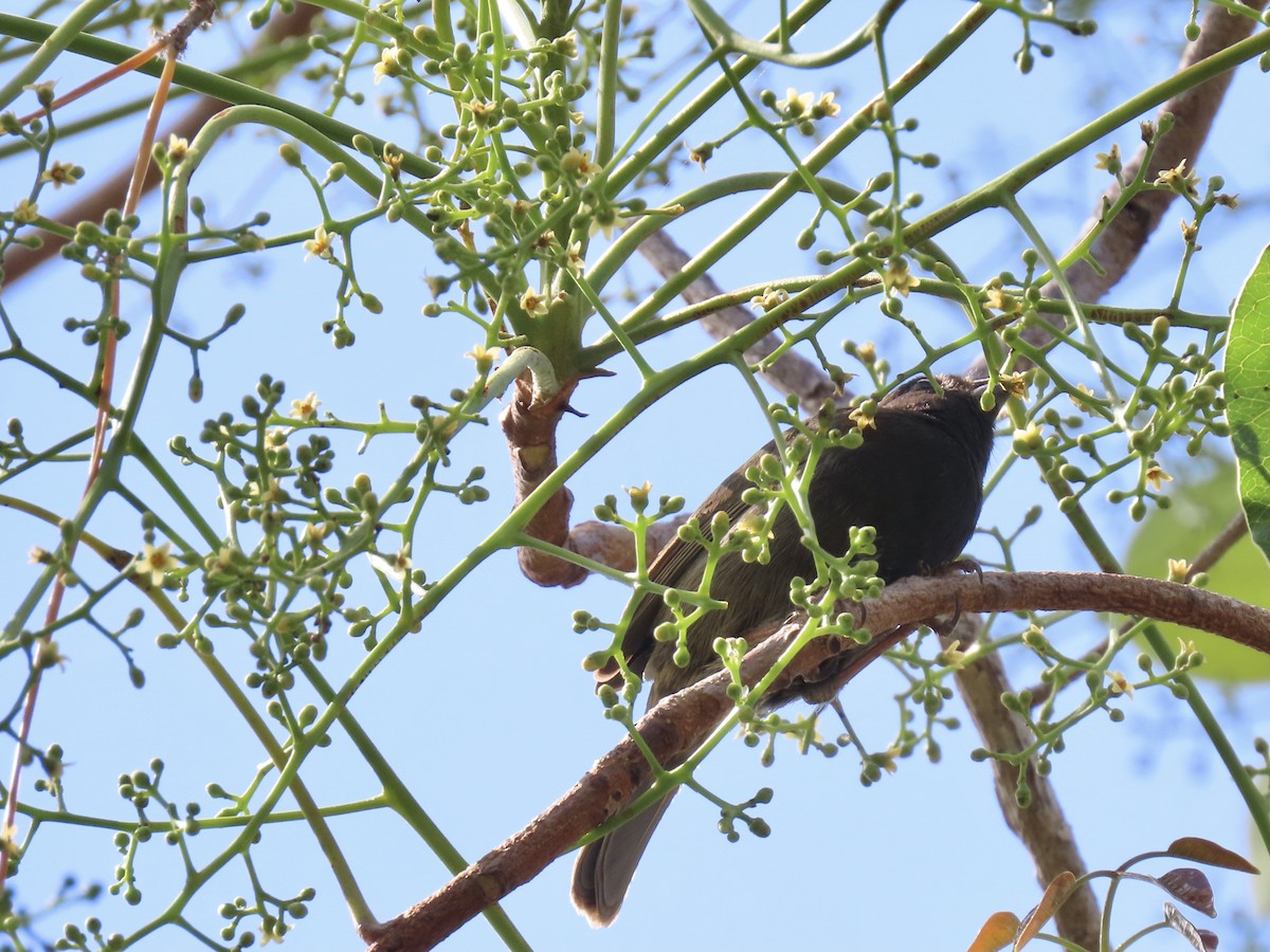 Black-faced Grassquit - ML497992391