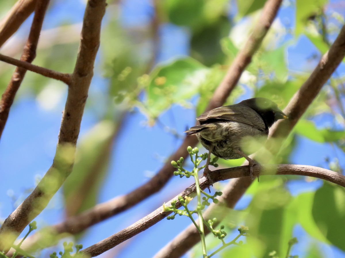 Black-faced Grassquit - ML497992401