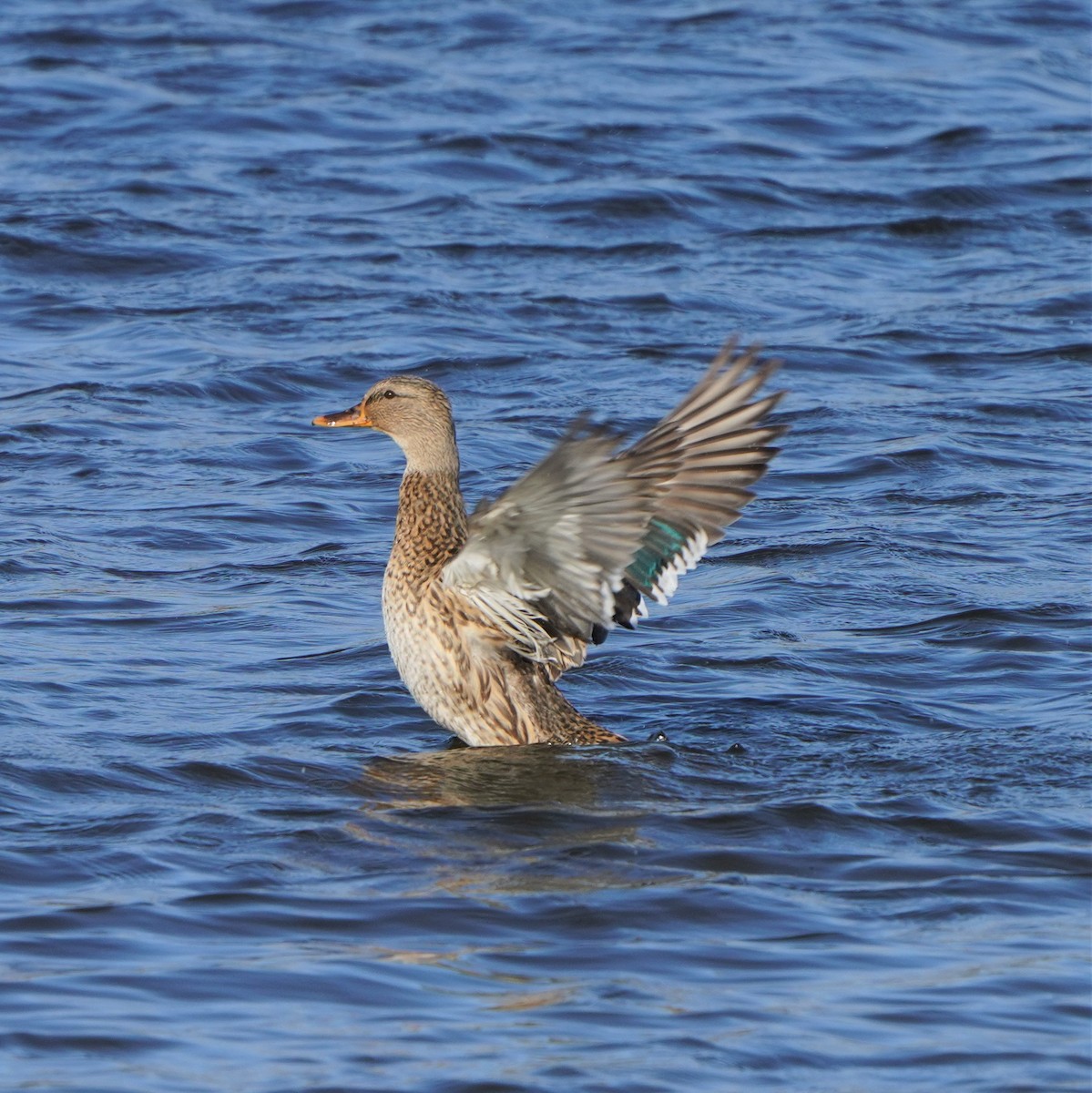 Green-winged Teal - ML497992691