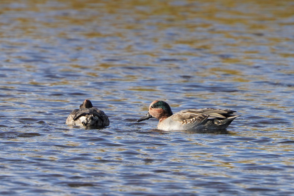 Green-winged Teal - ML497992721