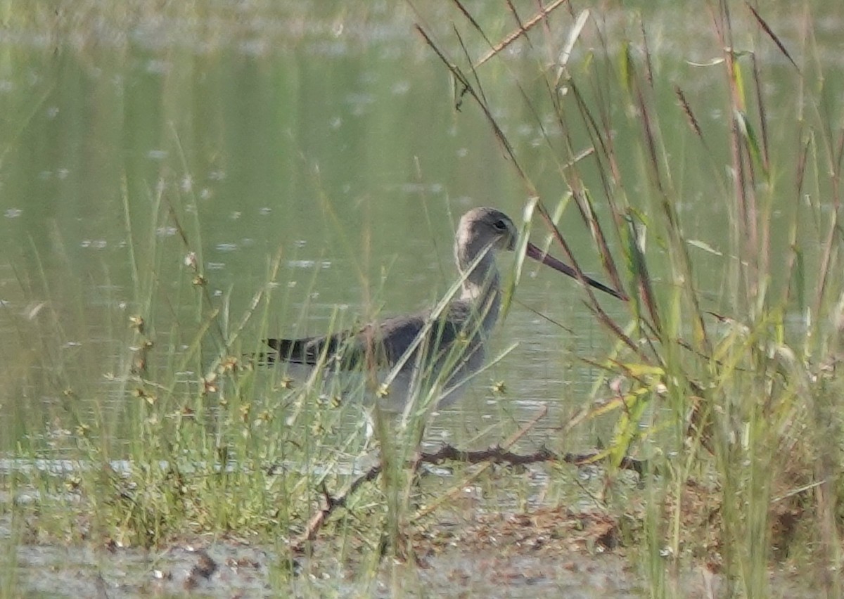 Black-tailed Godwit - ML497992901