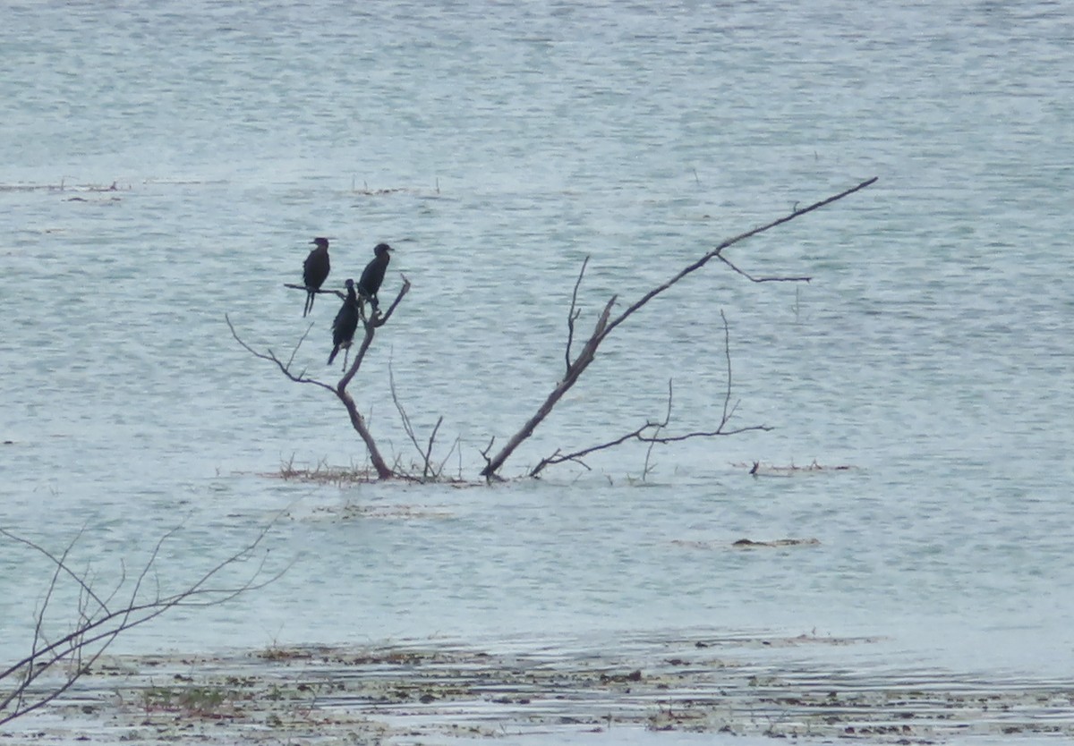 Little Cormorant - ML497993081