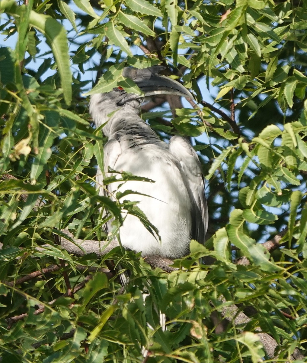 Indian Gray Hornbill - ML497993731