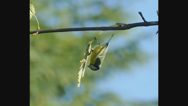 Eurasian Blue Tit - ML497993811