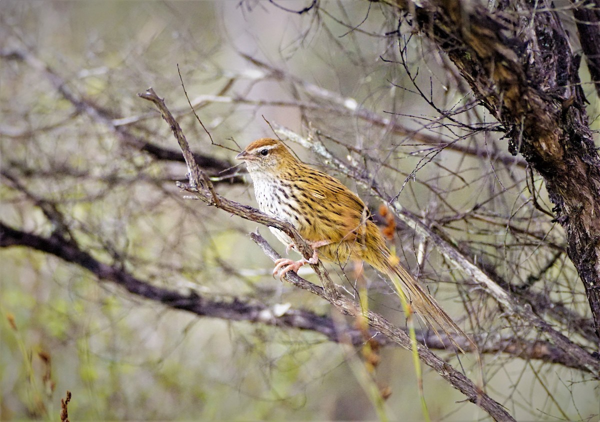 New Zealand Fernbird - Ulises Cabrera Miranda