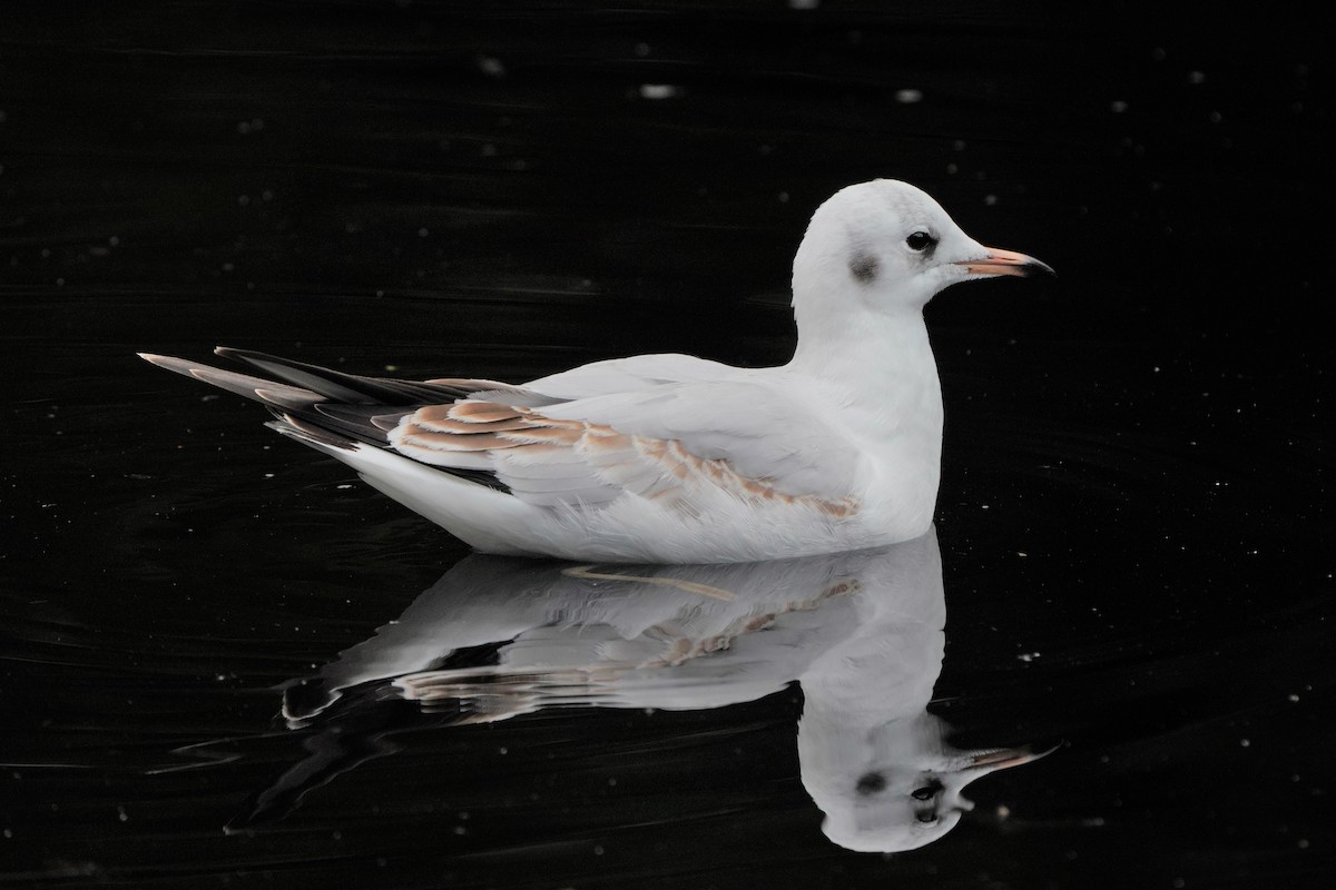 Black-headed Gull - ML497994911