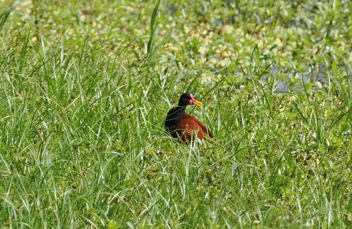 rødflikbladhøne (jacana gr.) - ML497995111