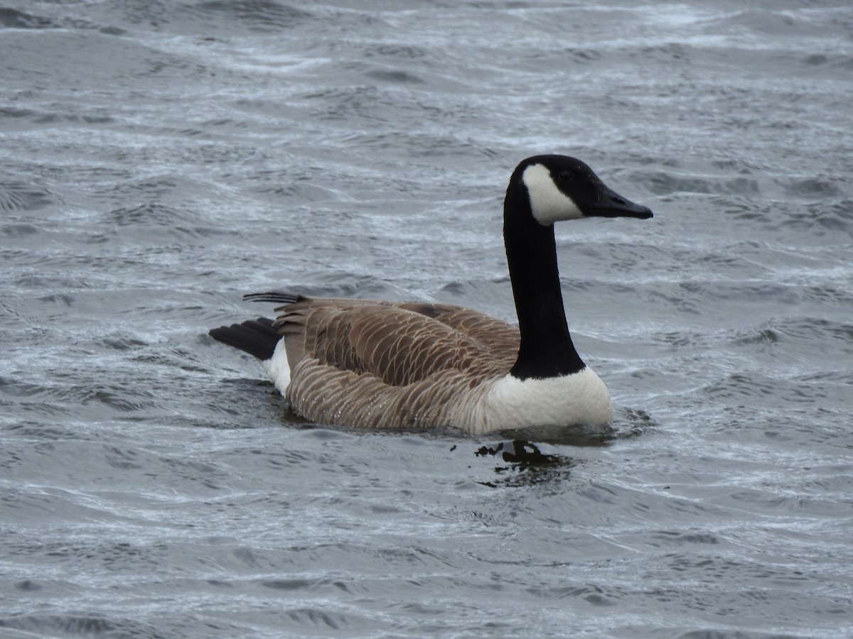 Canada Goose - ML497996171