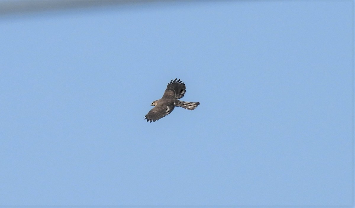 Crested Goshawk - ML497997211