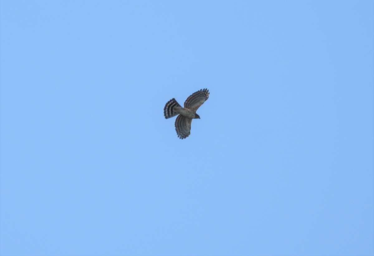 Crested Goshawk - ML497997251