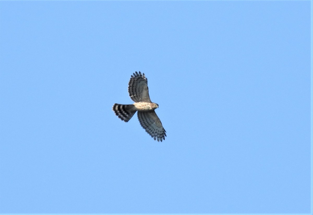 Crested Goshawk - ML497997261