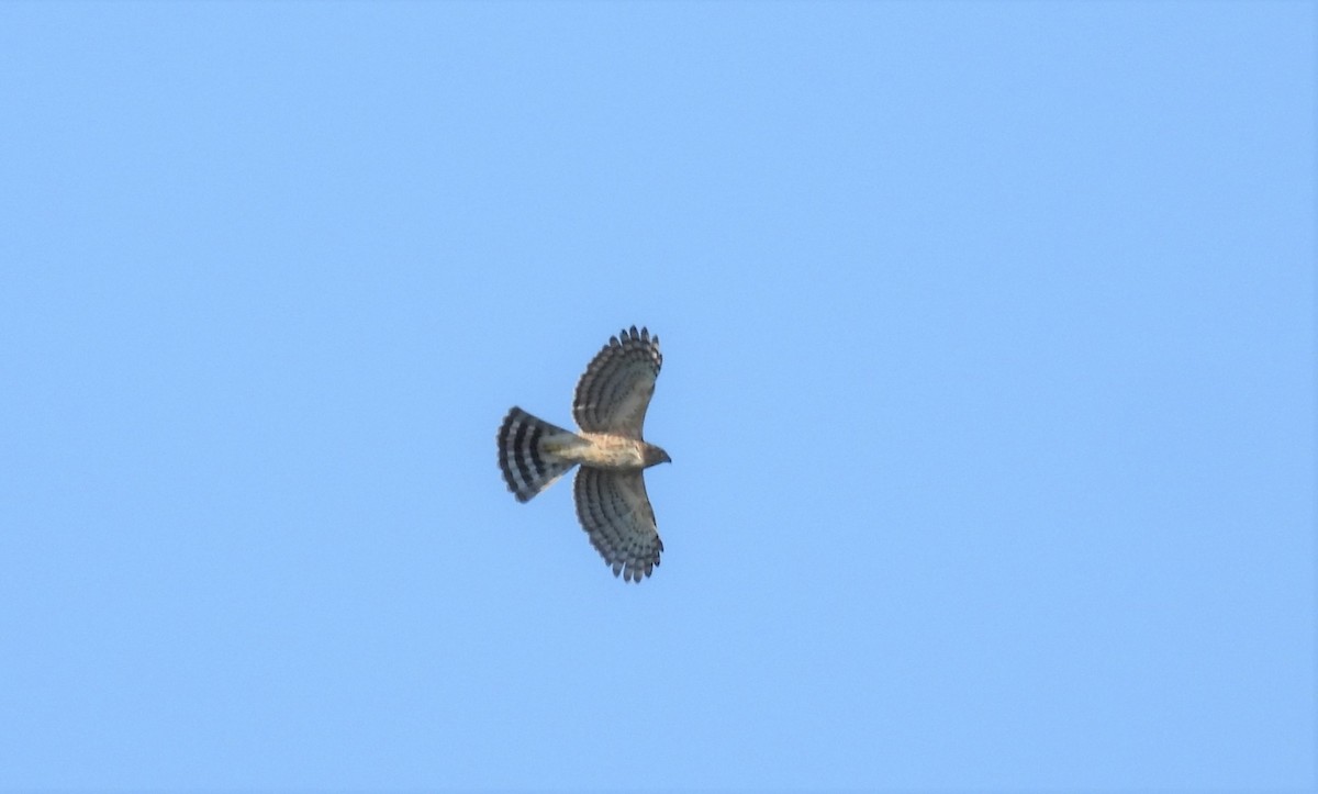 Crested Goshawk - ML497997271