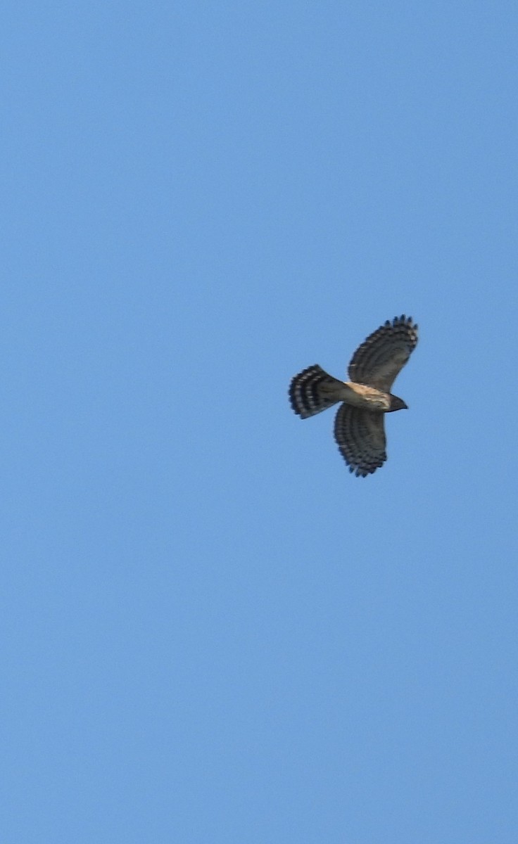 Crested Goshawk - ML497997281