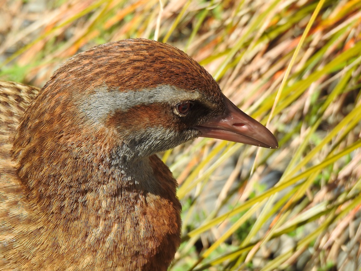 Rascón Weka - ML497997321