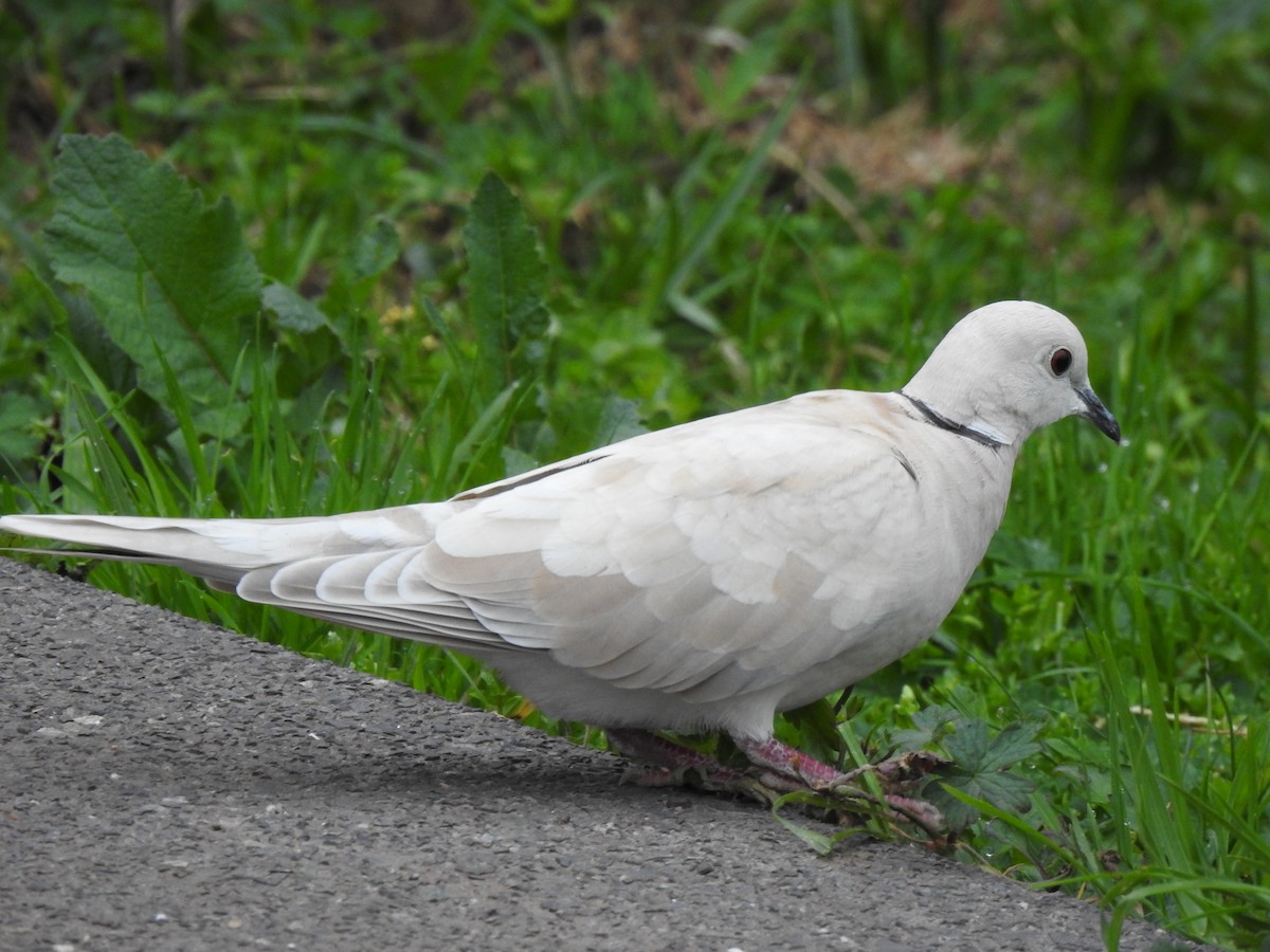 African Collared-Dove - ML497997911