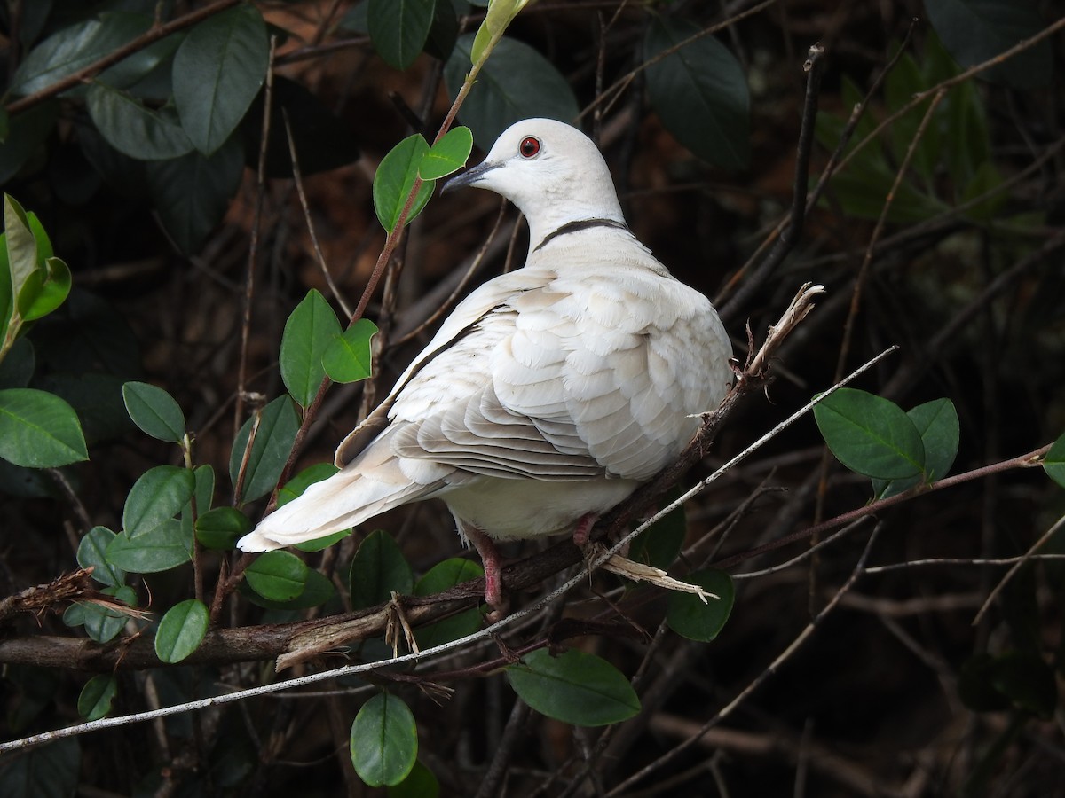 African Collared-Dove - ML497998301