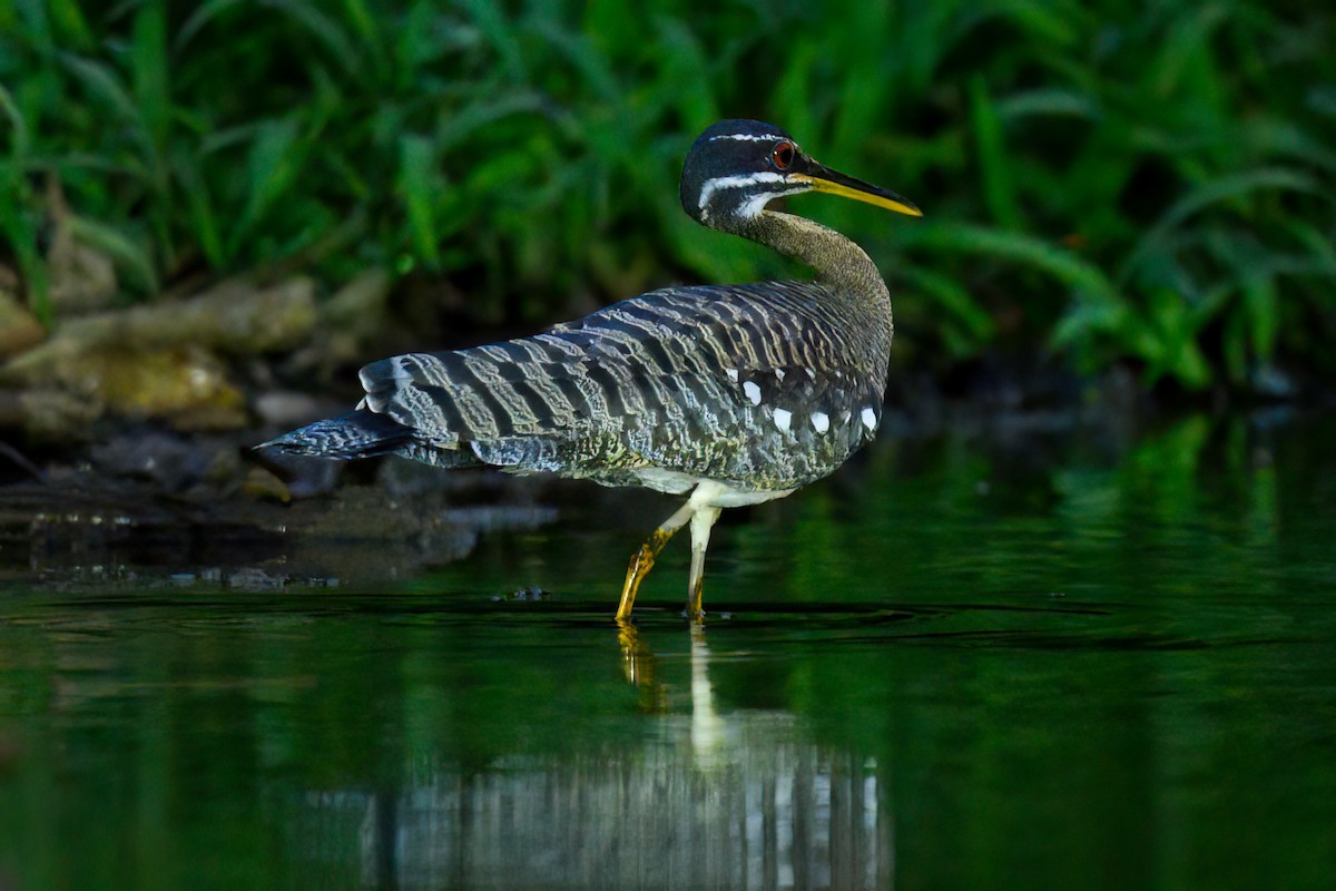 Sunbittern - ML497998931