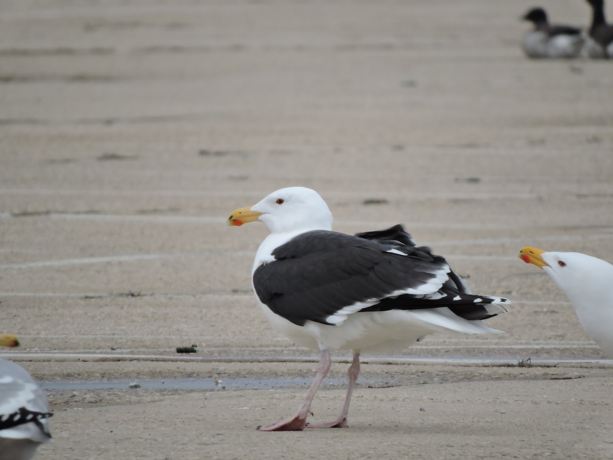 Great Black-backed Gull - Lisa Scheppke