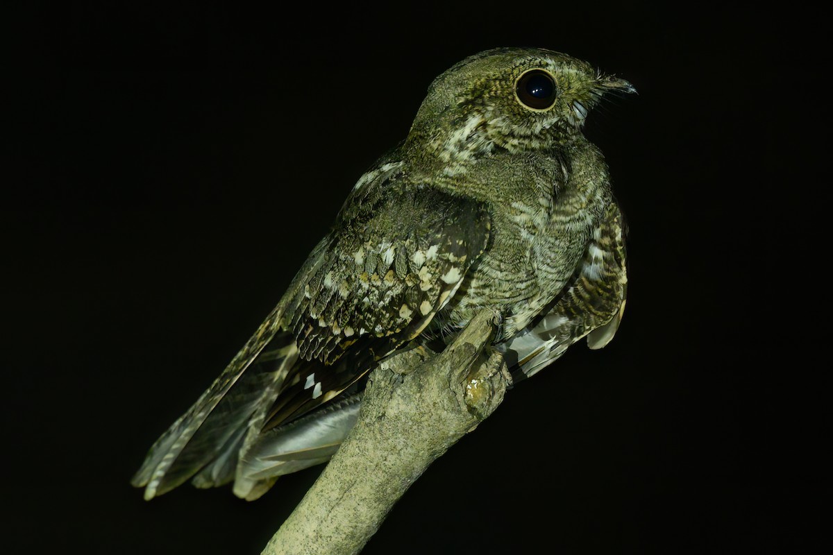 Ladder-tailed Nightjar - Alan Wilkinson