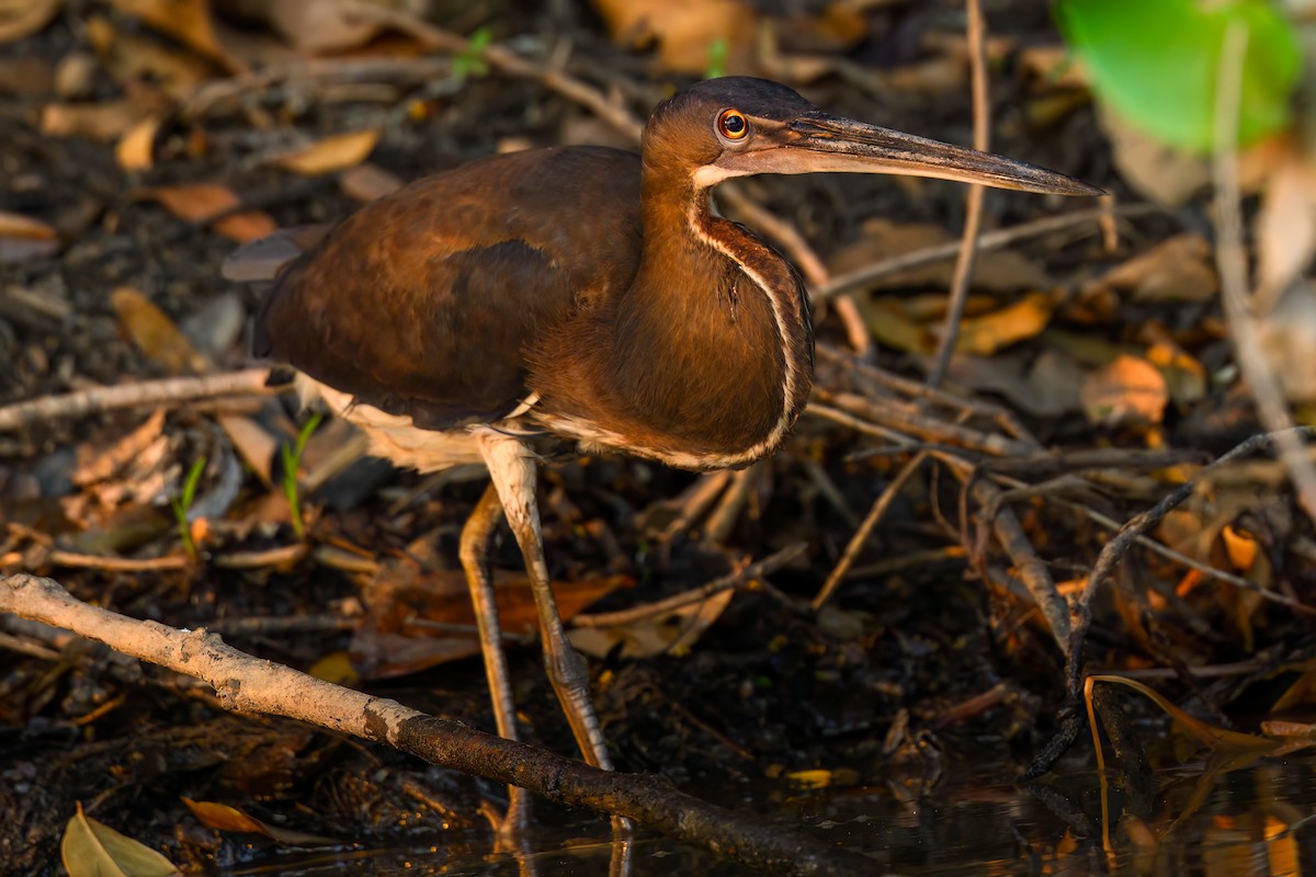 Agami Heron - ML498000221