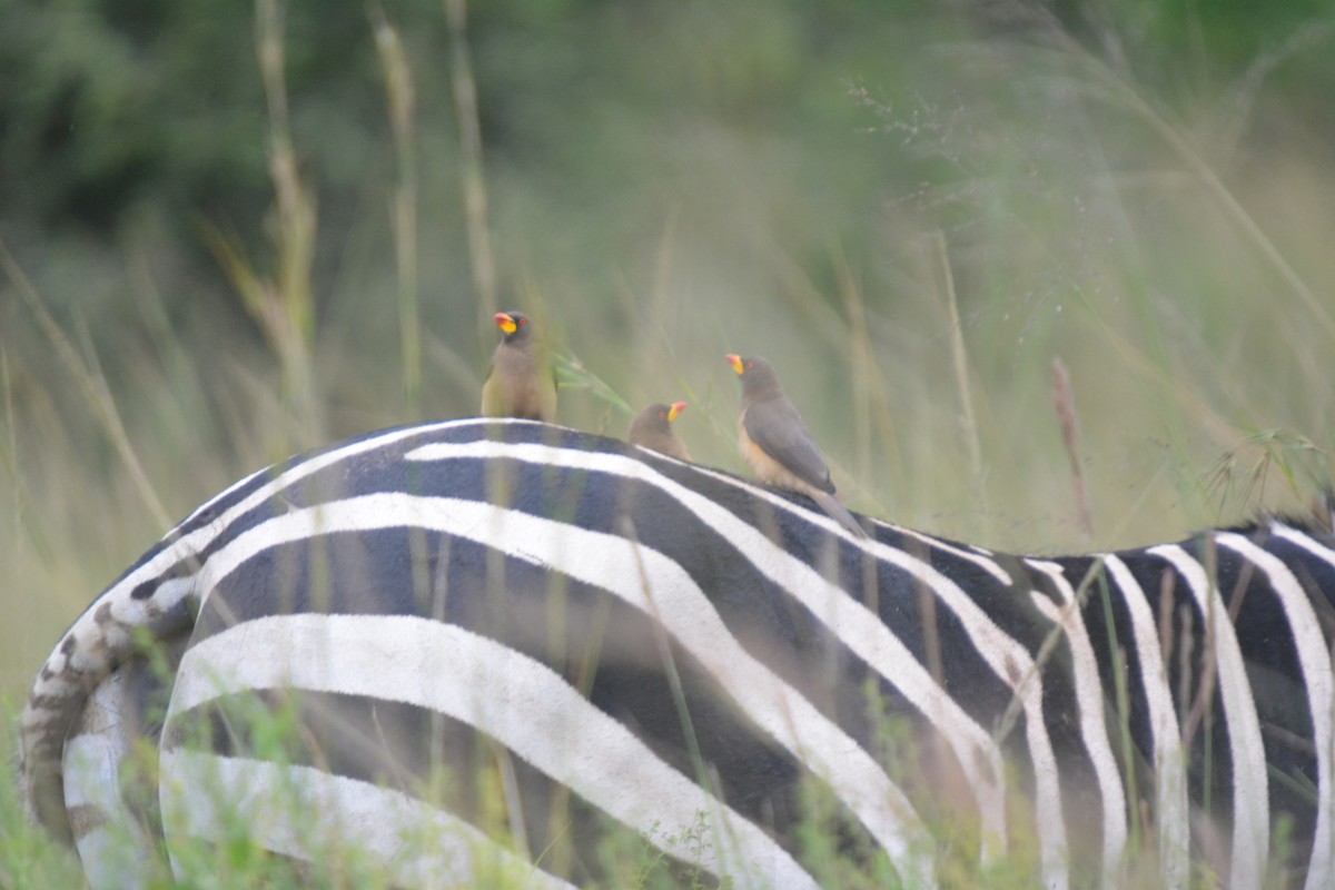 Yellow-billed Oxpecker - ML498001461