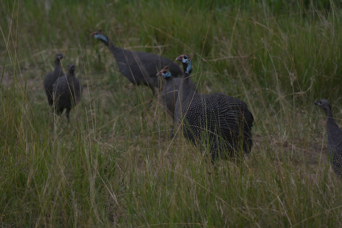 Helmeted Guineafowl - ML498001631