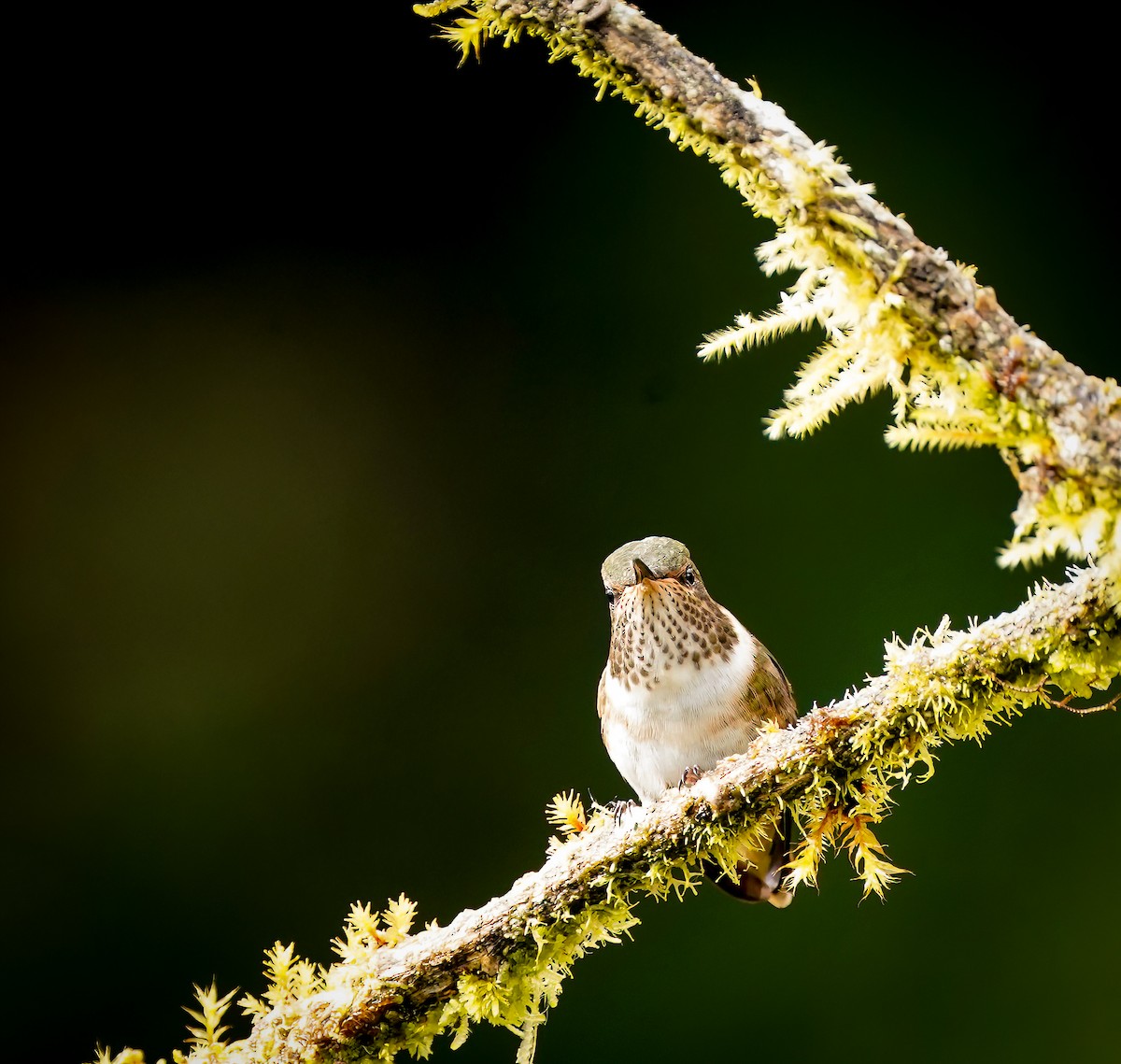 Scintillant Hummingbird - Daniel Ferriz