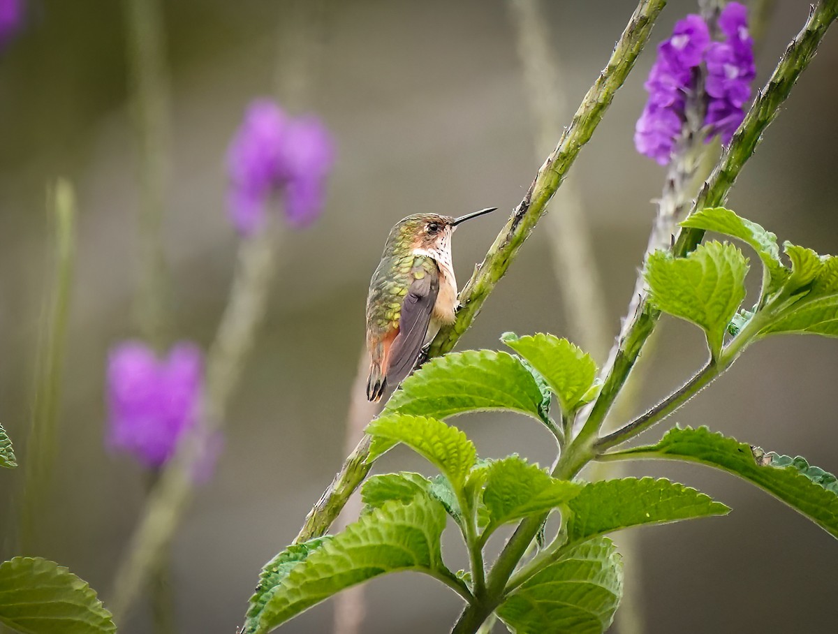 Scintillant Hummingbird - Daniel Ferriz