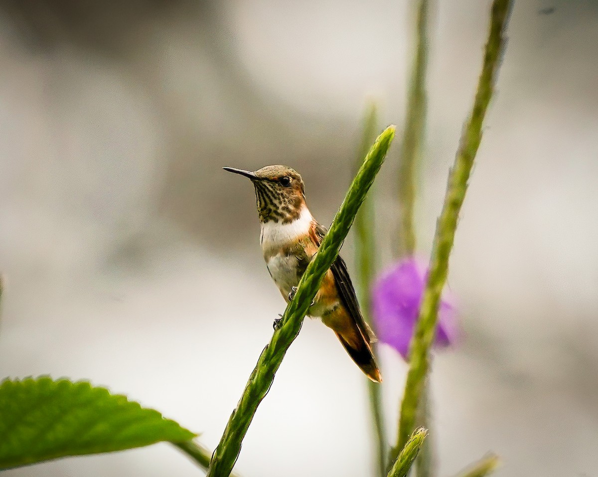 Scintillant Hummingbird - Daniel Ferriz
