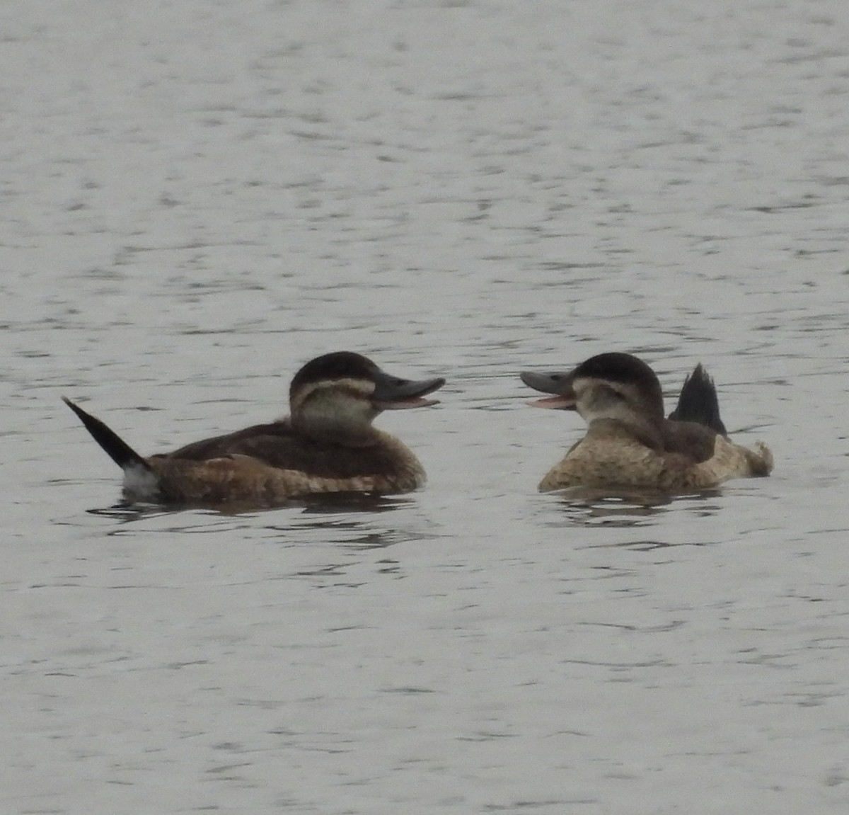 Ruddy Duck - Rhonda Langelaan