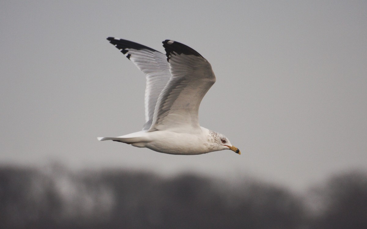Ring-billed Gull - ML49800621