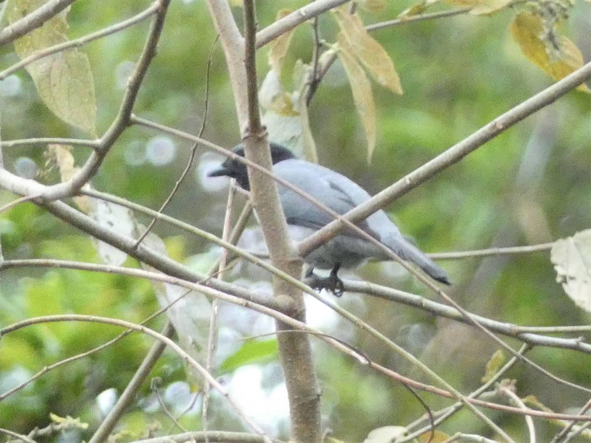 Madagascar Cuckooshrike - Mike Tuer