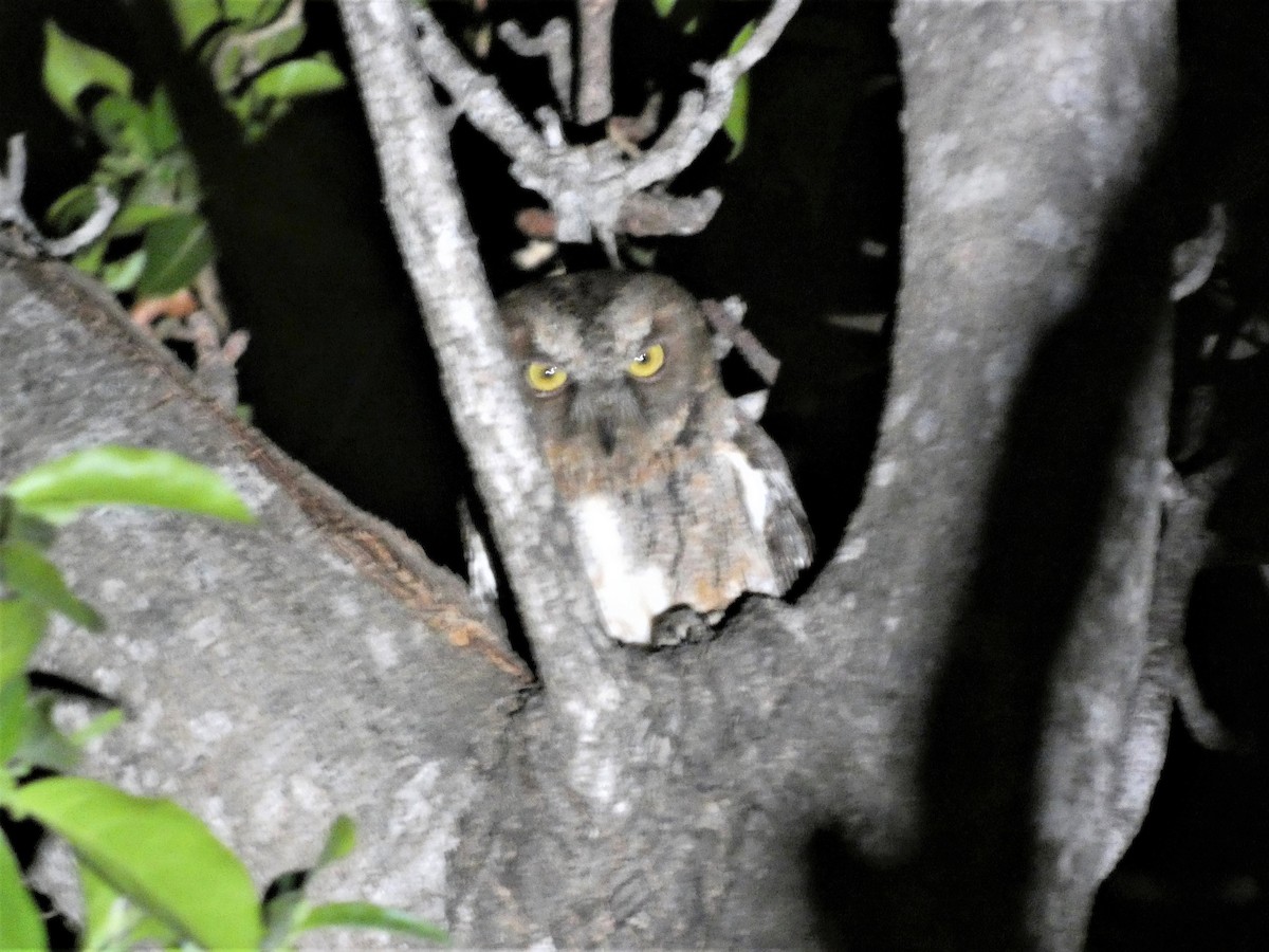 Madagascar Scops-Owl (Torotoroka) - ML498010041