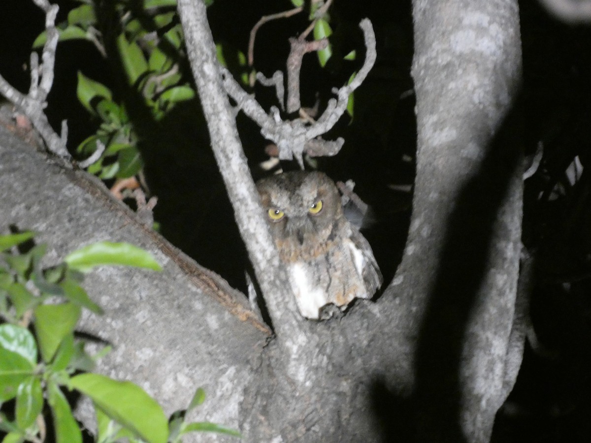 Madagascar Scops-Owl (Torotoroka) - ML498010051