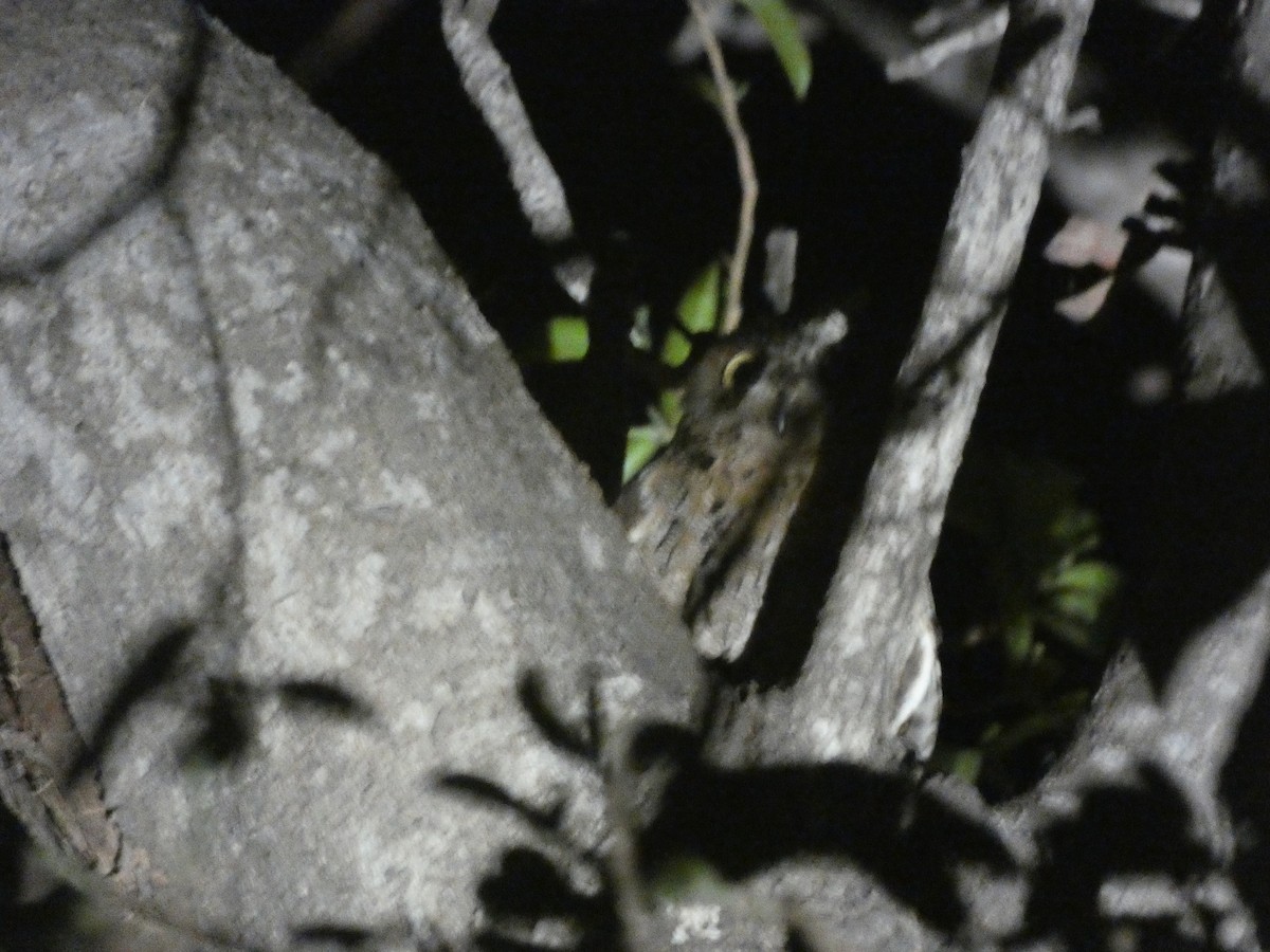 Madagascar Scops-Owl (Torotoroka) - ML498010071