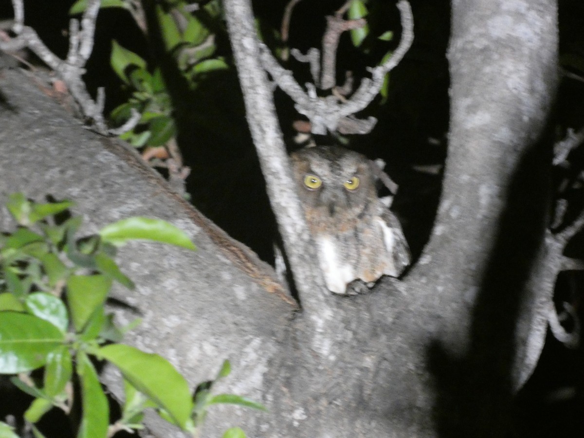 Madagascar Scops-Owl (Torotoroka) - ML498010081