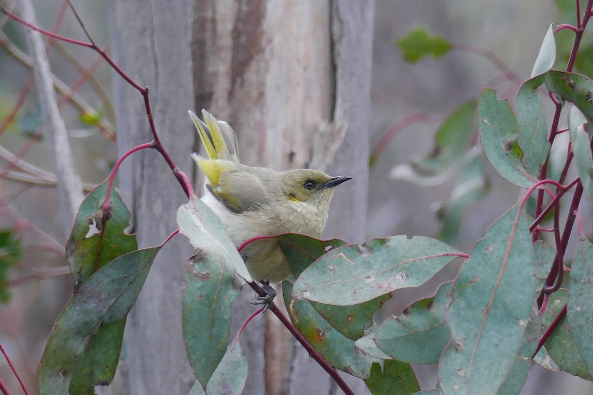 Fuscous Honeyeater - ML498010091