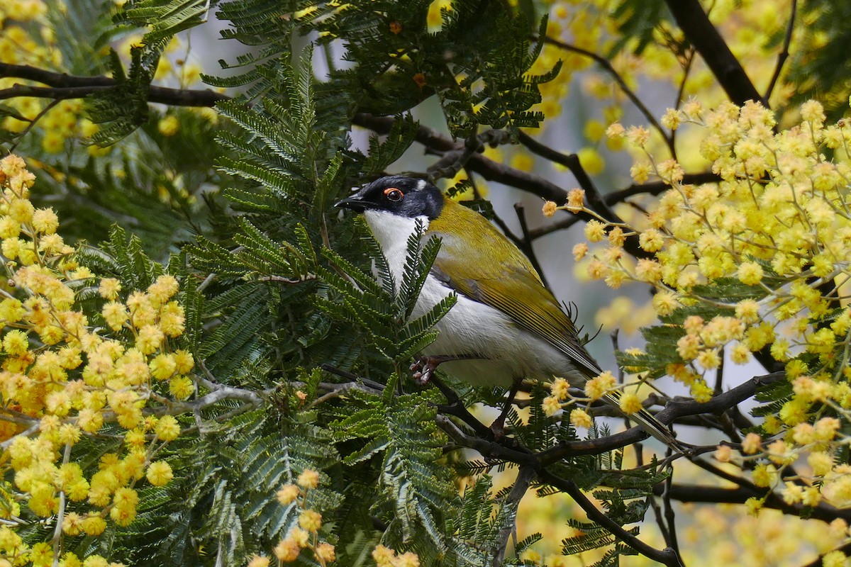 White-naped Honeyeater - ML498010121