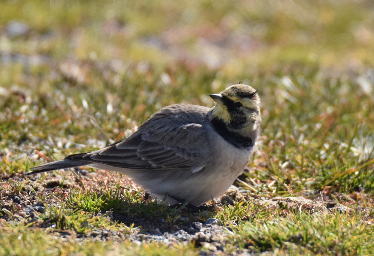 Horned Lark - ML498010311