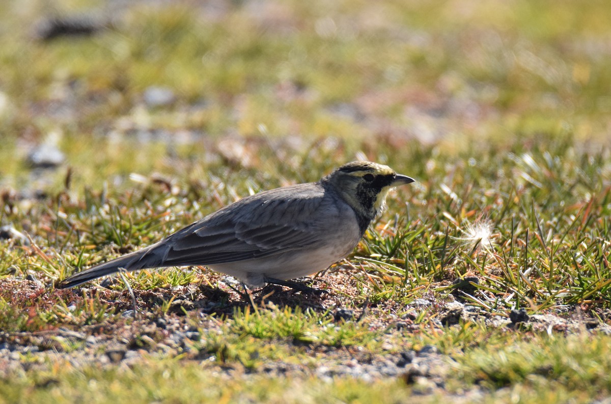 Horned Lark - Stelios Karipidis