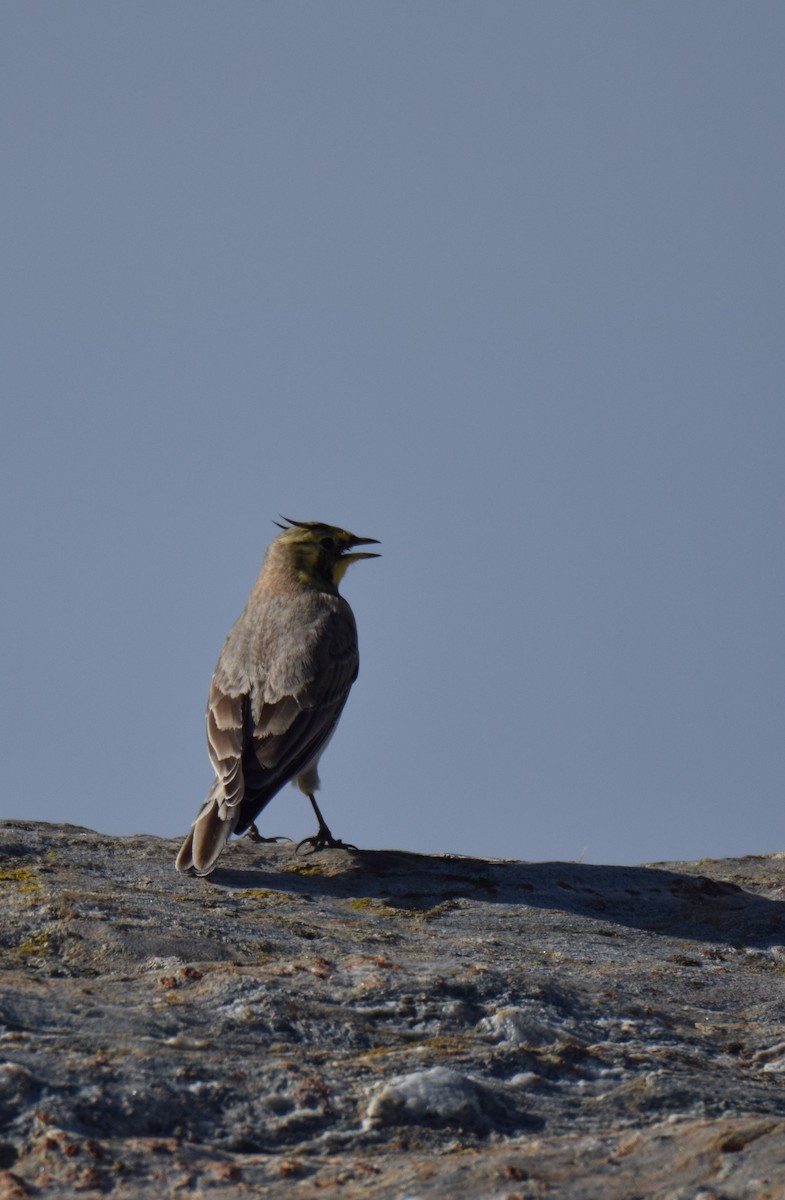 Horned Lark - ML498010431