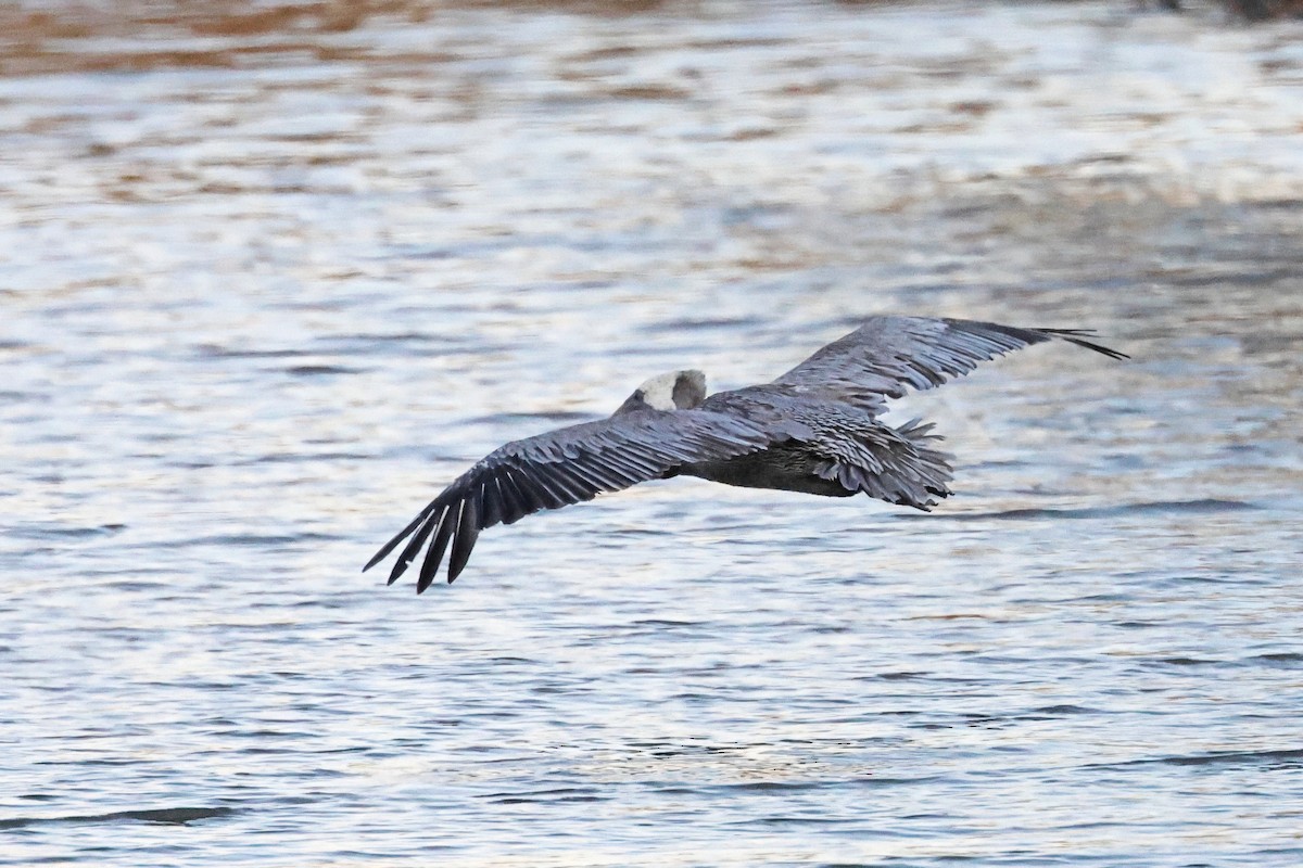 Brown Pelican - ML498010541