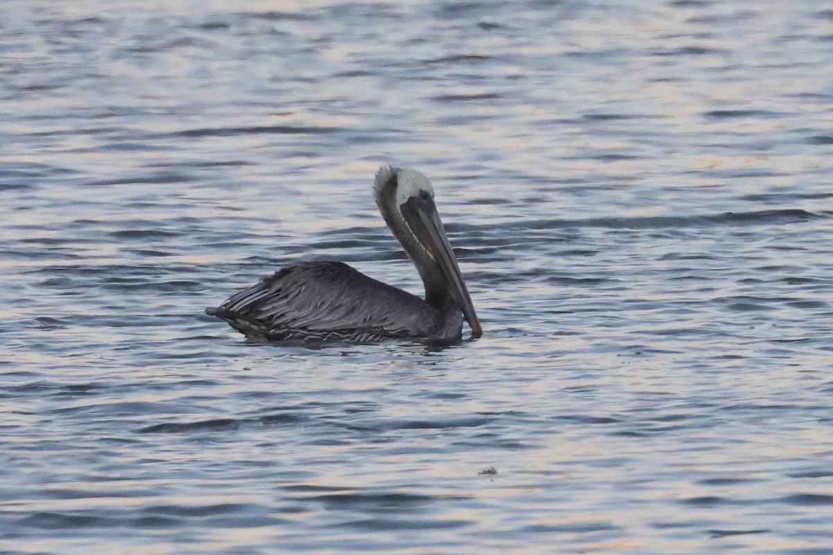 Brown Pelican - ML498010641