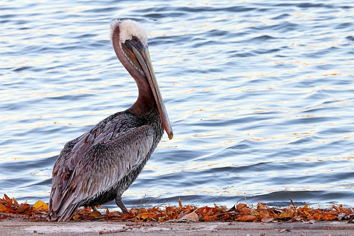 Brown Pelican - ML498010691