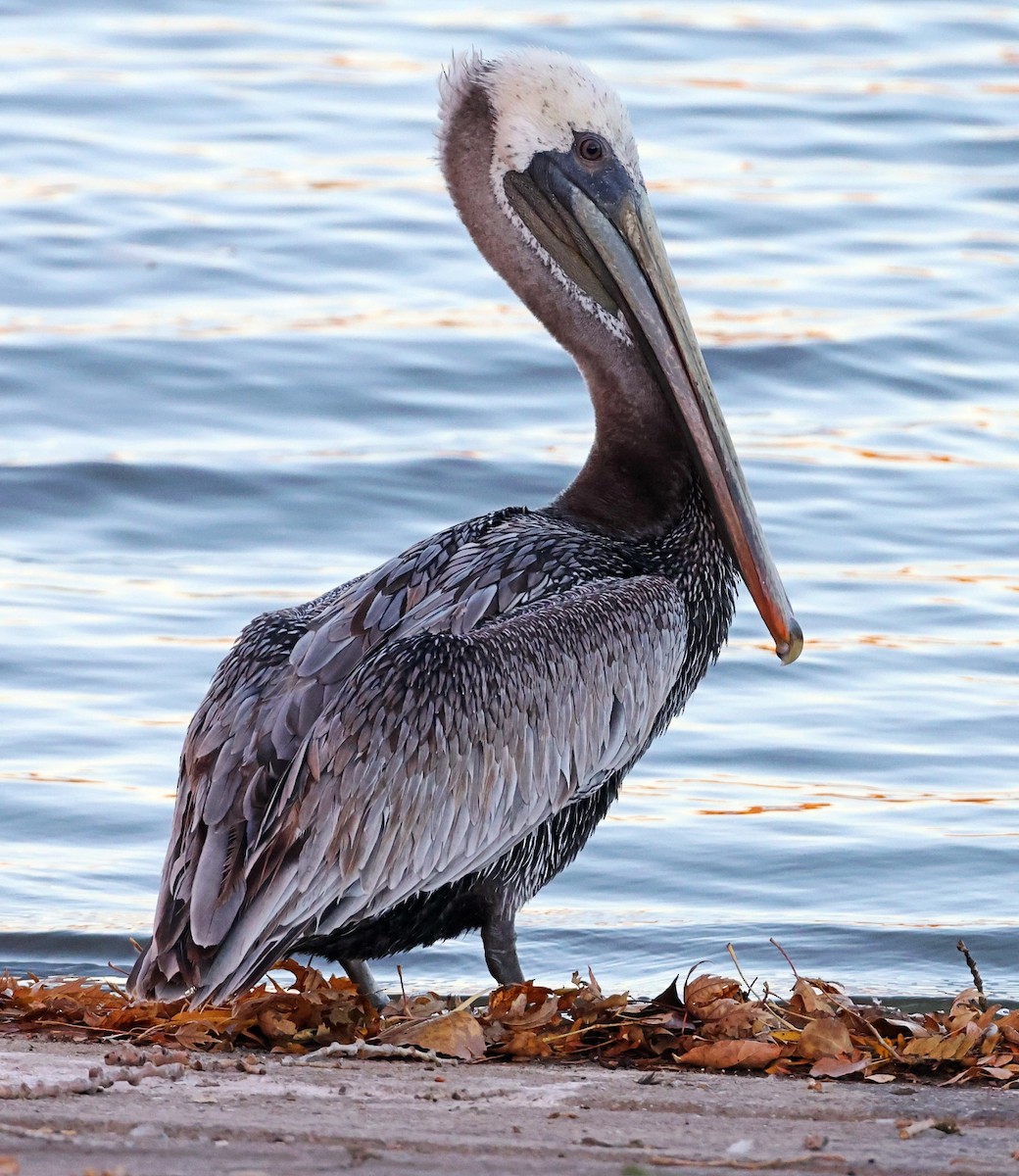 Brown Pelican - ML498010761