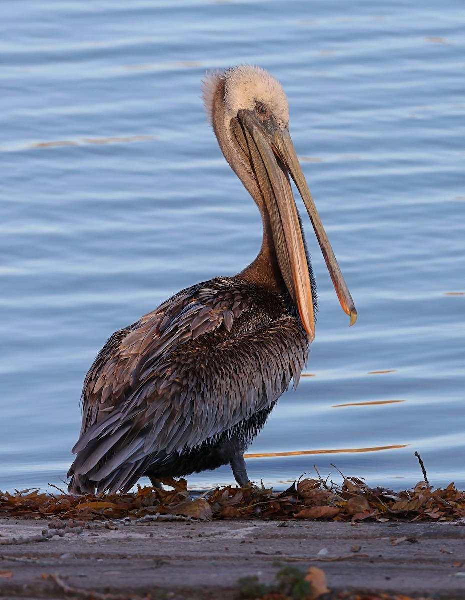 Brown Pelican - ML498010781