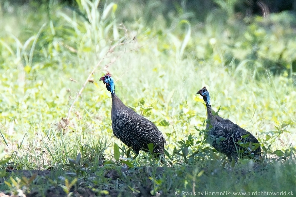 Helmeted Guineafowl - Stanislav Harvančík