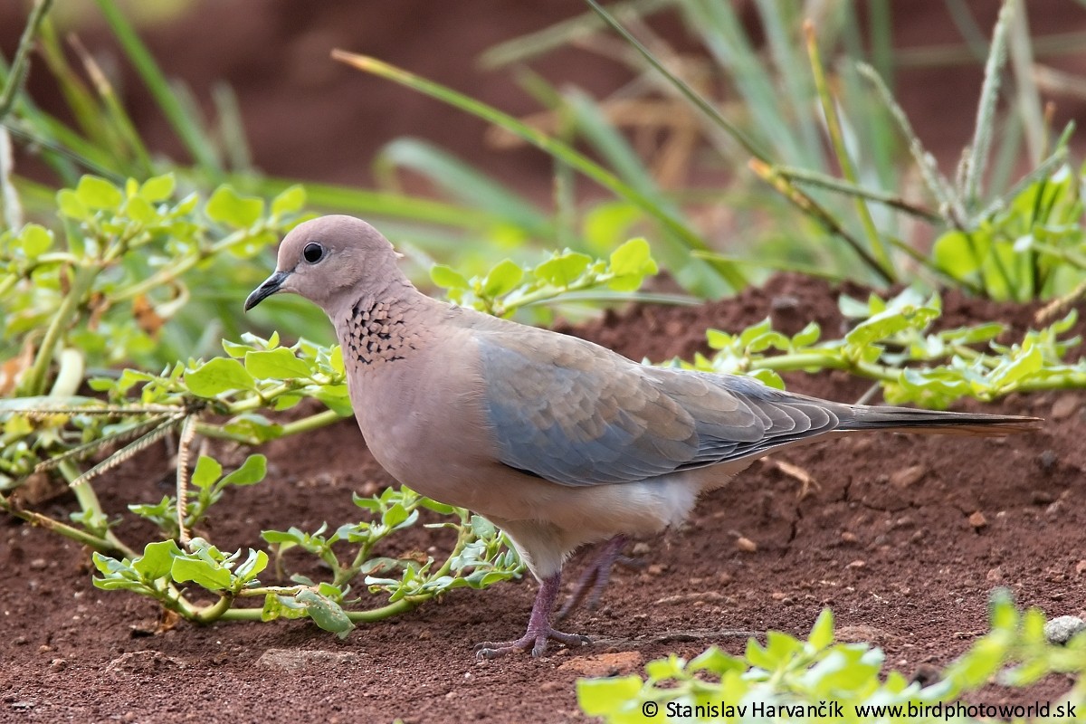 Laughing Dove - ML498010831